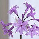 Tulbaghia violacea (czosnek fiołkowaty)