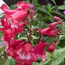 Penstemon (penstemon)