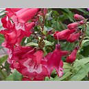 Penstemon ×hybridus (penstemon ogrodowy)