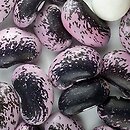 Phaseolus coccineus D'Esagne