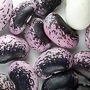 Phaseolus (fasola)
