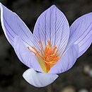 Crocus speciosus Conqueror