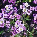 Lobularia maritima (lobularia nadmorska)