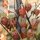 Alkekengi officinarum (miechunka rozdęta)
