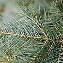Abies concolor (jodła jednobarwna)