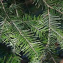 Abies grandis (jodła olbrzymia)