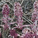 Petasites hybridus (lepiężnik różowy)