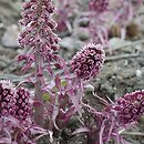 Petasites (lepiężnik)