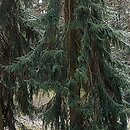 Picea omorika (świerk serbski)