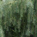 Picea breweriana (świerk Brewera)