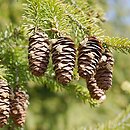 Picea wilsonii