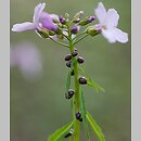 Dentaria bulbifera (żywiec cebulkowy)