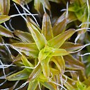 Syntrichia (pędzliczek)