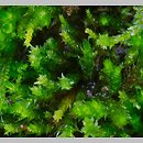 Platygyrium repens (sznureczniak pełzający)