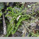 Cephaloziella (buławniczka)