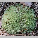 Leucobryum glaucum (bielistka siwa)