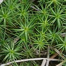Polytrichum commune (płonnik pospolity)