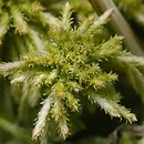Sphagnum recurvum s.l. (torfowiec kończysty  s.l.)