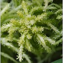 Sphagnum sect. Cuspidata