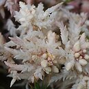 Sphagnum sect. Sphagnum
