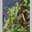 Plagiothecium (dwustronek)