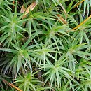 Polytrichastrum (złotowłos)