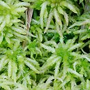 Sphagnum palustre (torfowiec błotny)