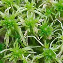 Sphagnum fimbriatum (torfowiec frędzlowany)