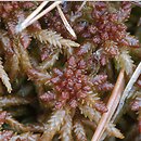 Sphagnum (torfowiec)