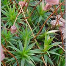 Polytrichastrum longisetum (złotowłos wysmukły)