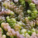 Frullania dilatata (miedzik płaski)