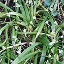 Allium paradoxum (czosnek dziwny)