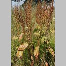 Rumex s.l. (szczaw (s.l))