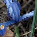 Iris reticulata Cantab