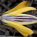 Crocus angustifolius (krokus wąskolistny)