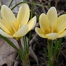 Crocus chrysanthus Cream Beauty