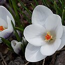 Crocus chrysanthus Prins Claus