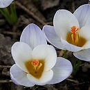 Crocus chrysanthus Blue Bird