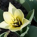 Tulipa Concerto