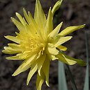 Narcissus Rip van Winkle