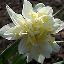 Narcissus Irene Copeland