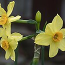 Narcissus Scarlet Gem