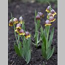 Fritillaria michailovskyi (szachownica Michaiłowskiego)
