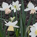 Narcissus Katie Heath