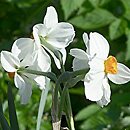 Narcissus Geranium