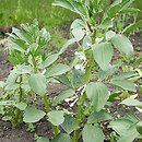 Vicia faba (wyka bób)