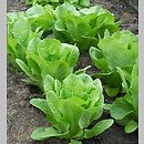 Lactuca sativa var. longifolia (sałata rzymska)