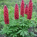 Lupinus hybridus (łubin ogrodowy)