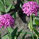 Silene (lepnica)