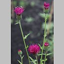 Cirsium japonicum (ostrożeń japoński)